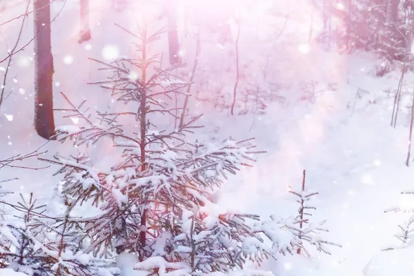 Зимовий Лісовий Краєвид Високі Дерева Під Сніговим Покривом Січневий Морозний — стокове фото