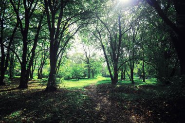 Parlak bahar, şafakta ormanda yeşilleniyor. Doğa ilkbaharın başlarında canlanır..