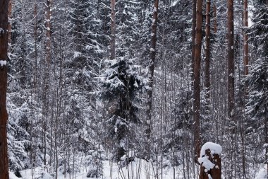 Kış orman manzarası. Kar altında uzun ağaçlar. Ocak ayının soğuk günü parkta.