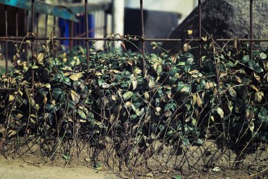 Parlak bahar, şafakta ormanda yeşilleniyor. Doğa ilkbaharın başlarında canlanır..