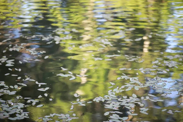 Pájaro Relaja Estanque Lago Día Soleado Lirios Agua Balancean Fondo —  Fotos de Stock