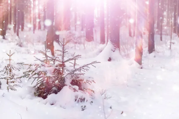 Paisaje Forestal Invernal Árboles Altos Bajo Cubierta Nieve Enero Día —  Fotos de Stock