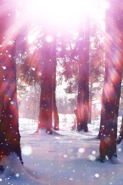 Lesní Krajina Vysoké Stromy Pod Sněhovou Pokrývkou Lednový Mrazivý Den — Stock fotografie