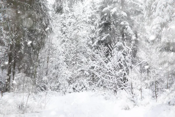 Téli Táj Erdőben Alatt Téli Park — Stock Fotó