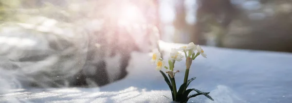 最初の春の花 森の中の雪だ 森の中の春の晴れた日 — ストック写真
