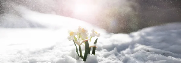 Перша Весняна Квітка Сніг Лісі Весняний Сонячний День Лісі Стокова Картинка