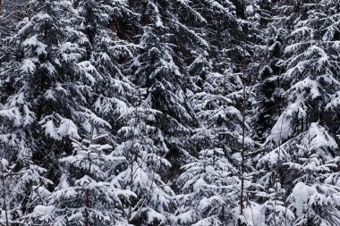 Kış orman manzarası. Kar altında uzun ağaçlar. Ocak ayının soğuk günü parkta.