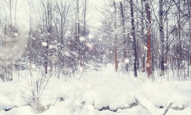 Kış orman manzarası. Kar altında uzun ağaçlar. Ocak ayının soğuk günü parkta.
