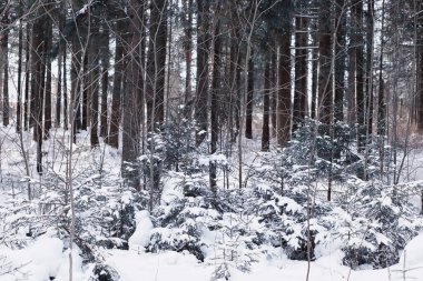Kış orman manzarası. Kar altında uzun ağaçlar. Ocak ayının soğuk günü parkta.