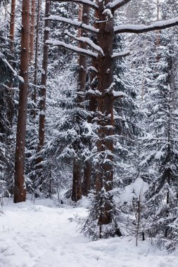 Kış orman manzarası. Kar altında uzun ağaçlar. Ocak ayının soğuk günü parkta.