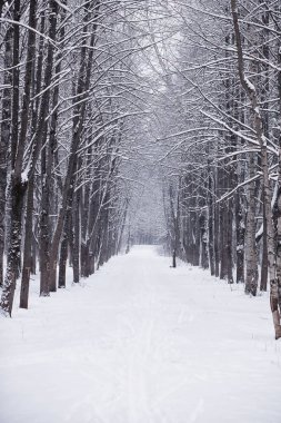 Kış orman manzarası. Kar altında uzun ağaçlar. Ocak ayının soğuk günü parkta.