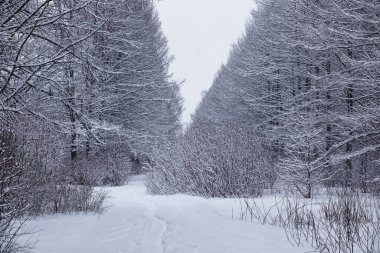 Kış orman manzarası. Kar altında uzun ağaçlar. Ocak ayının soğuk günü parkta.