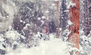 Kış orman manzarası. Kar altında uzun ağaçlar. Ocak ayının soğuk günü parkta.