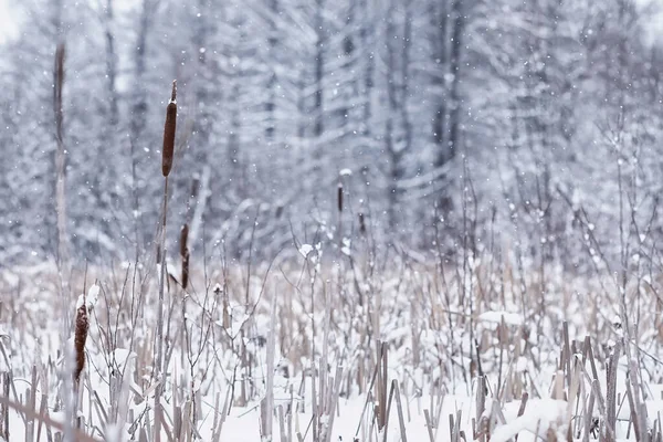 Paisagem Florestal Inverno Árvores Altas Sob Cobertura Neve Janeiro Dia — Fotografia de Stock