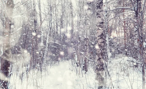 Vinterskogens Landskap Höga Träd Snötäcket Januari Frostiga Dag Parken — Stockfoto