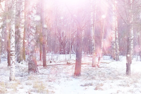 Paisaje Forestal Invernal Árboles Altos Bajo Cubierta Nieve Enero Día —  Fotos de Stock