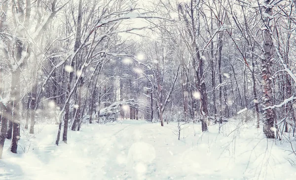 Paisagem Florestal Inverno Árvores Altas Sob Cobertura Neve Janeiro Dia — Fotografia de Stock