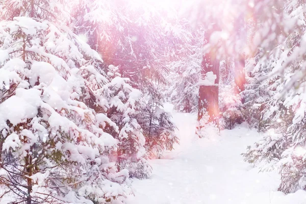 冬の森の風景 雪に覆われた背の高い木 公園で1月の霜の日 — ストック写真