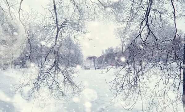 Vinterskogens Landskap Höga Träd Snötäcket Januari Frostiga Dag Parken — Stockfoto