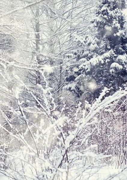 Paysage Forestier Hivernal Grands Arbres Sous Neige Janvier Journée Givré — Photo