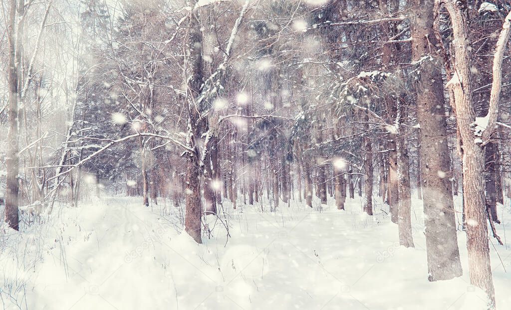 Winter forest landscape. Tall trees under snow cover. January frosty day in park.