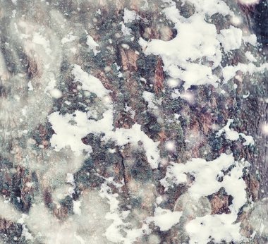 Kış orman manzarası. Kar altında uzun ağaçlar. Ocak ayının soğuk günü parkta.