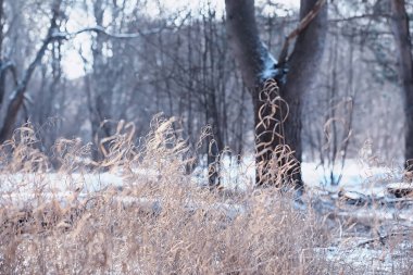 Kış orman manzarası. Kar altında uzun ağaçlar. Ocak ayının soğuk günü parkta.