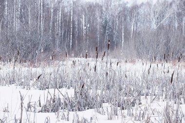 Kış orman manzarası. Kar altında uzun ağaçlar. Ocak ayının soğuk günü parkta.