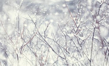 Kış orman manzarası. Kar altında uzun ağaçlar. Ocak ayının soğuk günü parkta.