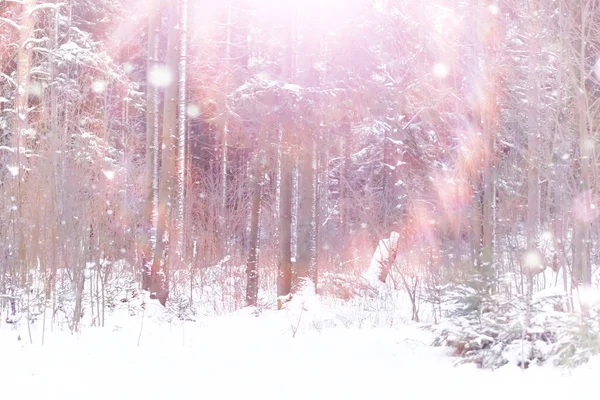 Winter Forest Landscape Tall Trees Snow Cover January Frosty Day — Stock Photo, Image