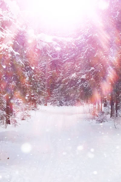 Paisagem Florestal Inverno Árvores Altas Sob Cobertura Neve Janeiro Dia — Fotografia de Stock