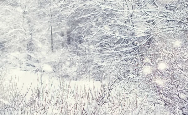 Paysage Forestier Hivernal Grands Arbres Sous Neige Janvier Journée Givré — Photo