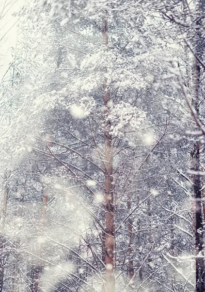 Vinterskogens Landskap Höga Träd Snötäcket Januari Frostiga Dag Parken — Stockfoto