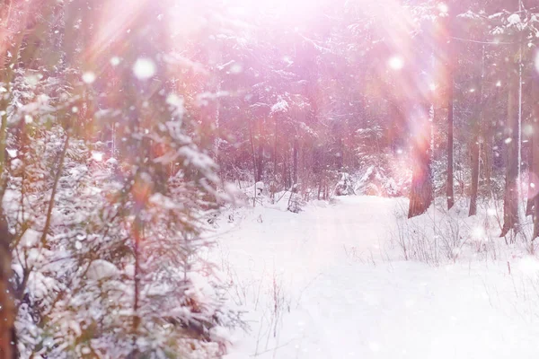 Winterliche Waldlandschaft Hohe Bäume Unter Einer Schneedecke Frosttag Januar Park — Stockfoto