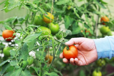 Mutlu organik çiftçiler serada domates topluyor. Taze biçilmiş domatesli çiftçi elleri. Taze biçilmiş domatesler ellerinde. Genç kız organik yeşil sağlıklı yiyecekleri tutuyor. Kadın elleri domates tutuyor..