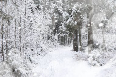 Kış manzarası. Karların altındaki orman. Kış Parkı.