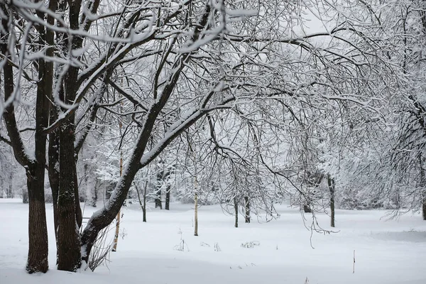 Зимовий Пейзаж Ліс Під Снігом Зимовий Парк — стокове фото