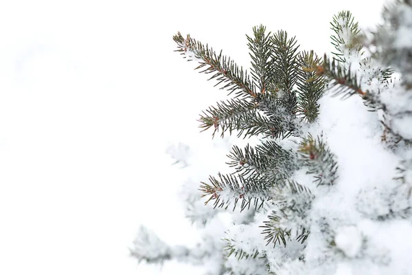 田舎の冬の風景 雪の中のモミの木 — ストック写真