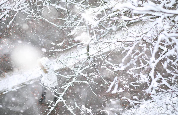 Park Zimowy Krajobraz Śnieżnej Pogodzie Dzień Styczeń — Zdjęcie stockowe