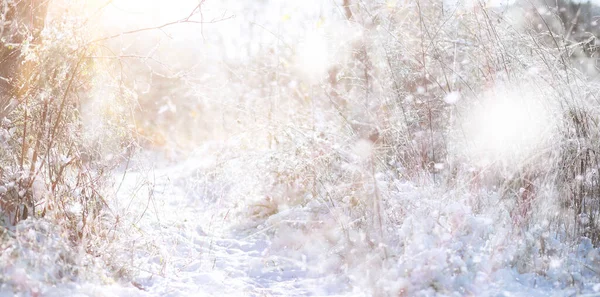 Winter Park Landschap Bij Besneeuwd Weer Dag Van Januari — Stockfoto