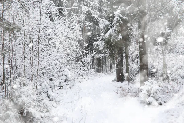 Winter Landscape Forest Snow Winter Park — Stock Photo, Image