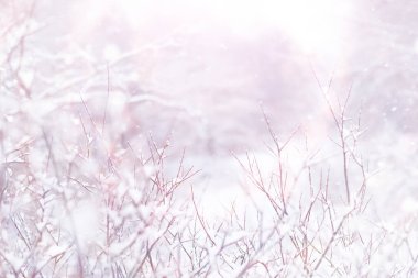 Kış orman manzarası. Kar altında uzun ağaçlar. Ocak ayının soğuk günü parkta.