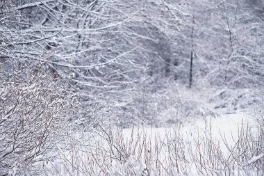 Kış orman manzarası. Kar altında uzun ağaçlar. Ocak ayının soğuk günü parkta.