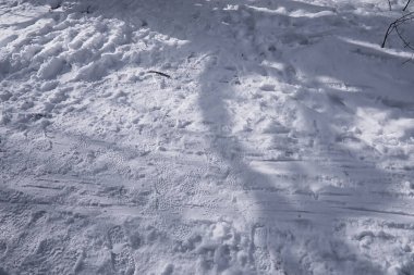 Kış orman manzarası. Kar altında uzun ağaçlar. Ocak ayının soğuk günü parkta.