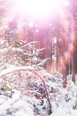 Kış orman manzarası. Kar altında uzun ağaçlar. Ocak ayının soğuk günü parkta.