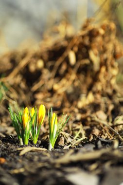 İlkbaharda kırsalda beyaz ve sarı timsahlar. Parlak bahar çiçekleri. Taze neşeli bitkiler çiçek açtı. Genç filizler.
