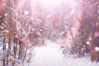 Kış orman manzarası. Kar altında uzun ağaçlar. Ocak ayının soğuk günü parkta.