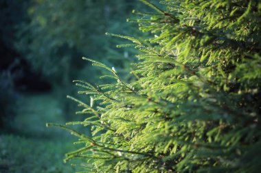 Parlak bahar, şafakta ormanda yeşilleniyor. Doğa ilkbaharın başlarında canlanır..