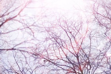 Kış orman manzarası. Kar altında uzun ağaçlar. Ocak ayının soğuk günü parkta.