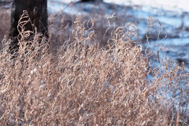 Kış orman manzarası. Kar altında uzun ağaçlar. Ocak ayının soğuk günü parkta.
